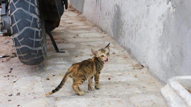 Jovem descobre infecção rara de osso em 2024 após contato com gatinho. Saiba os segredos. 1 Jovem descobre infecção rara de osso em 2024 após contato com gatinho. Saiba os segredos.