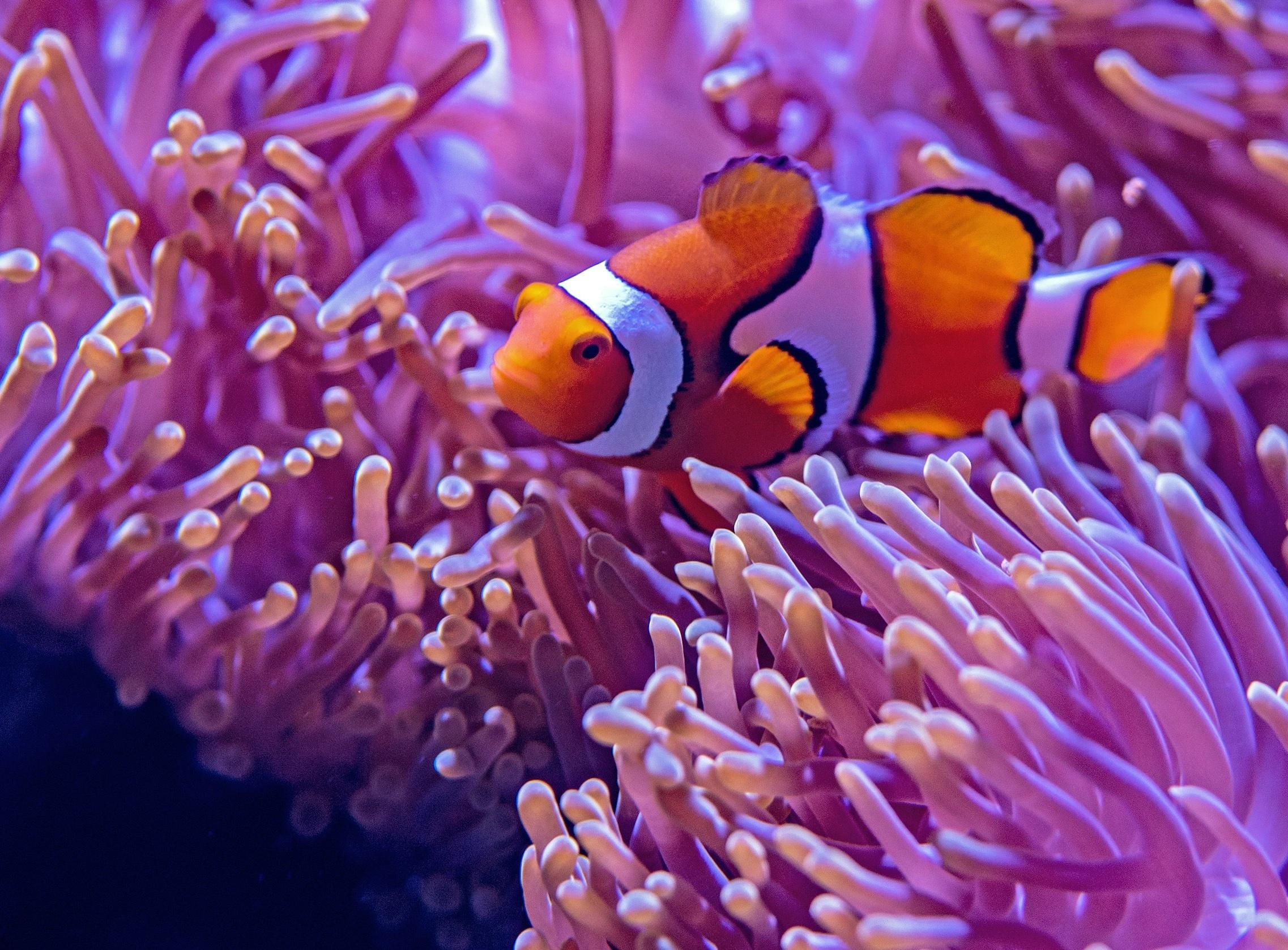 Como a IA Mistral e a NVIDIA revolucionam a linguagem com um modelo de 12B.